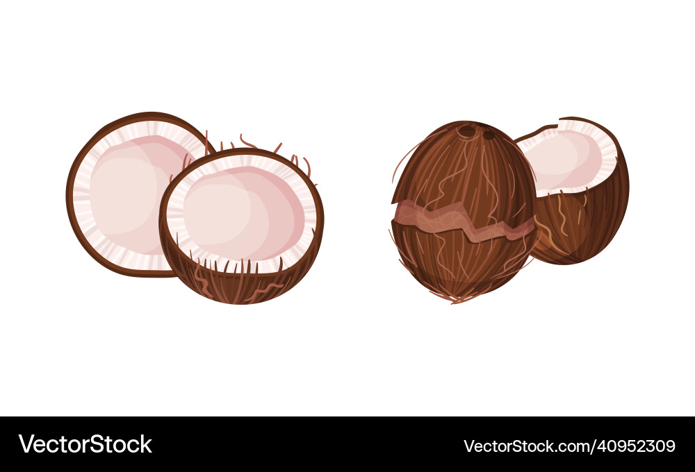 Halved coconut with hard shell and fibrous husk Halved coconut with hard shell and fibrous husk vector image