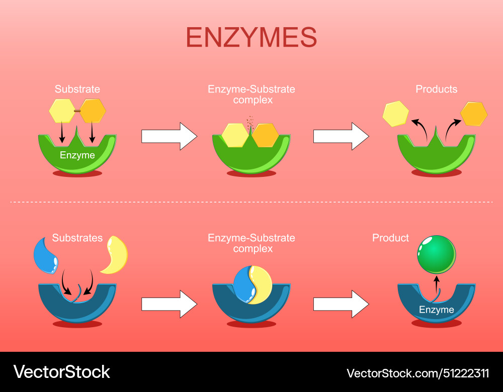 Enzyme function Enzyme function vector image