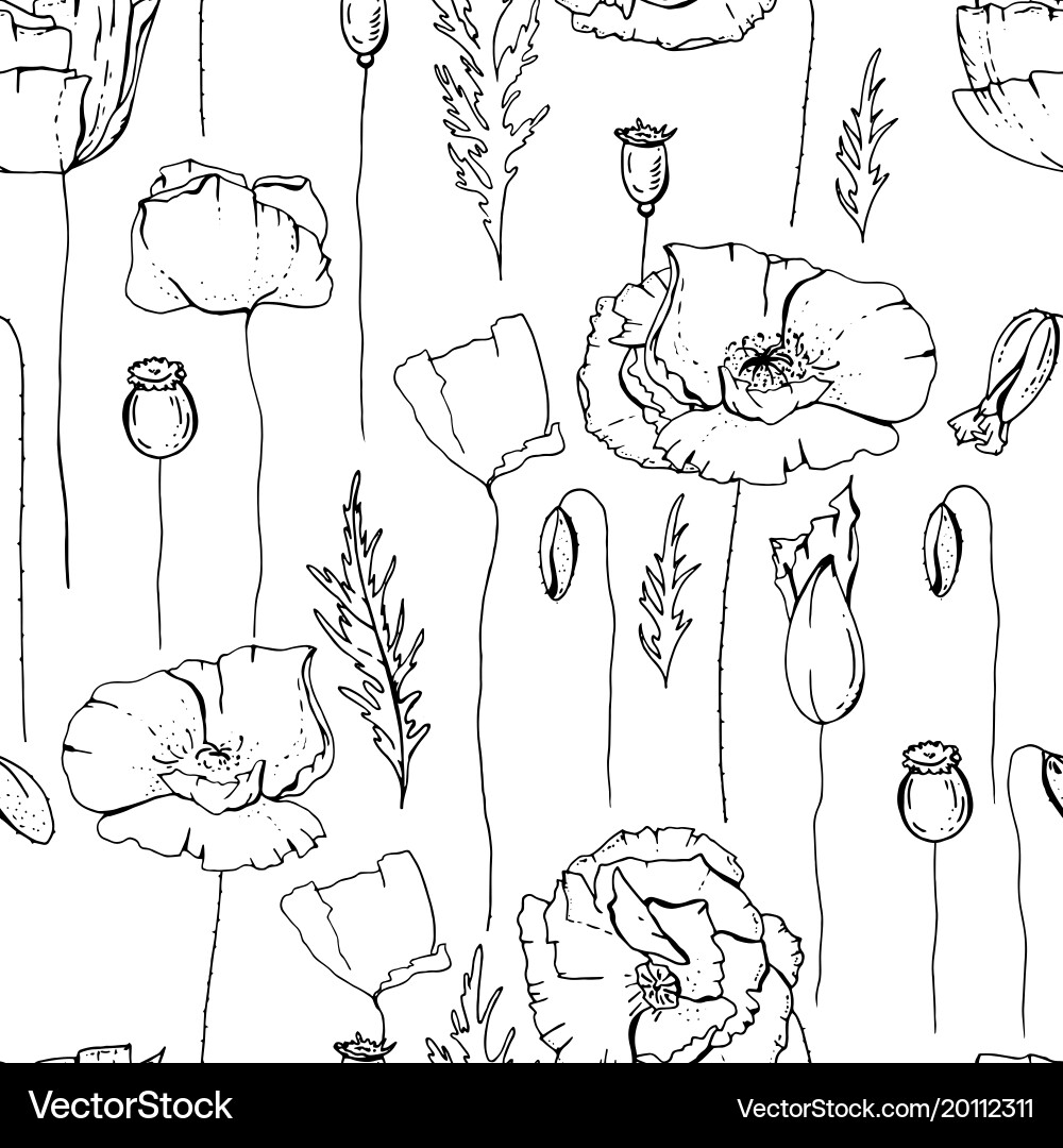 Seamless pattern with poppies black and whit Vector Image