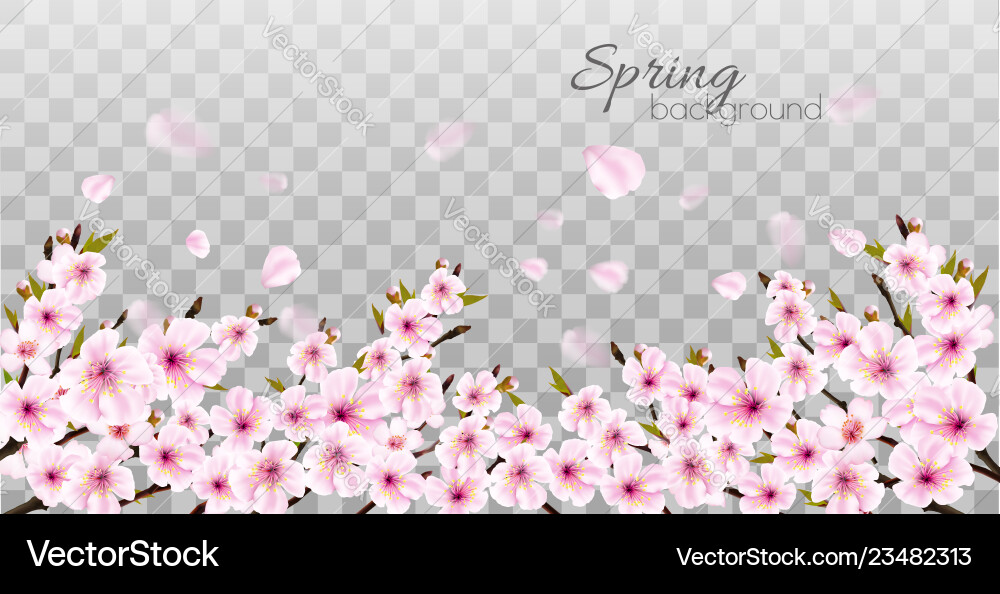Zweige einer blühenden Sakura auf transparent Zweige einer blühenden Sakura auf transparent vektorbild