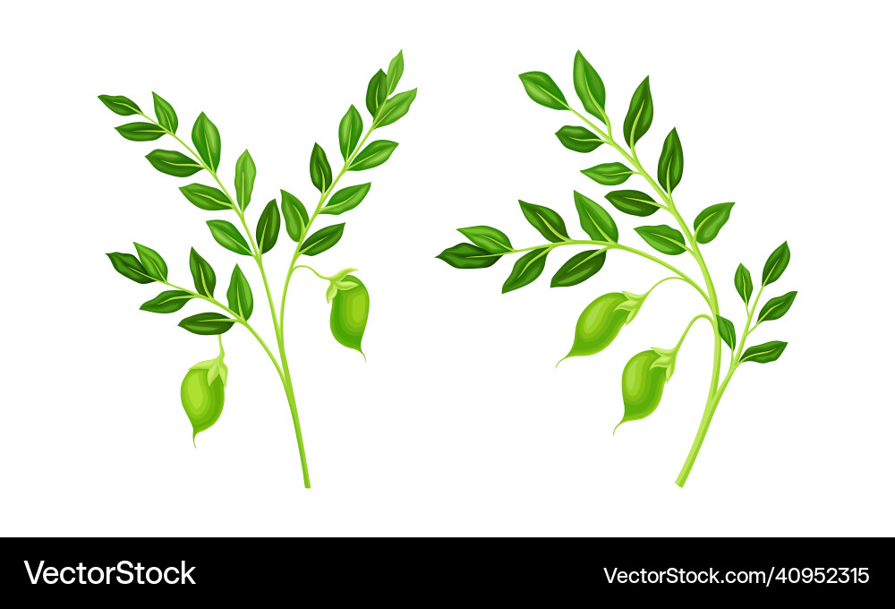 Green pods of chickpea hanging on stem as annual Green pods of chickpea hanging on stem as annual vector image