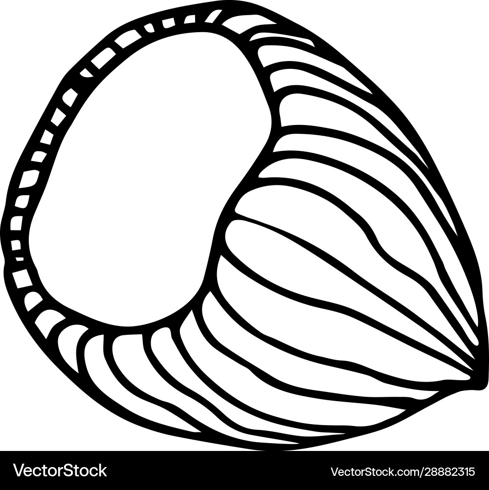 Hazelnut Shell Element Vector Image