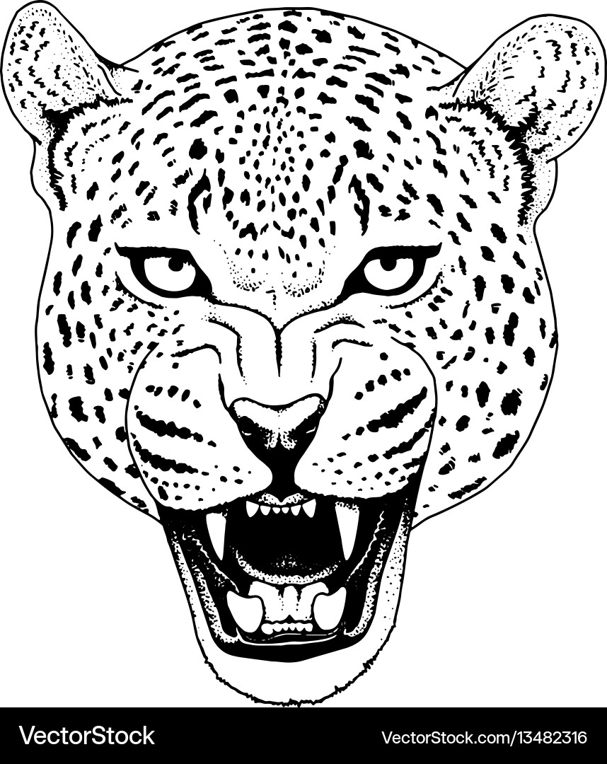 Leopard Face Print vector image