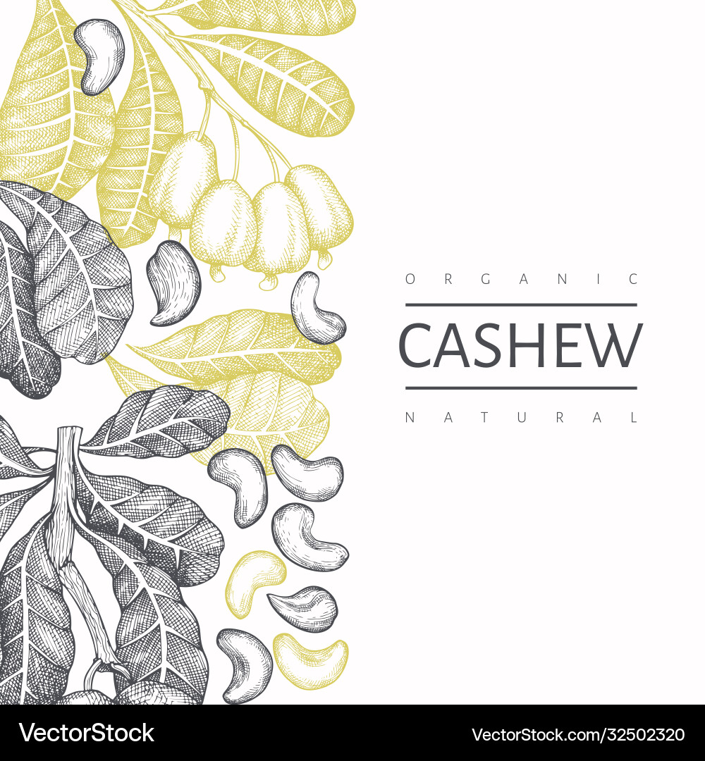 Hand drawn sketch cashew design template organic Hand drawn sketch cashew design template organic vector image