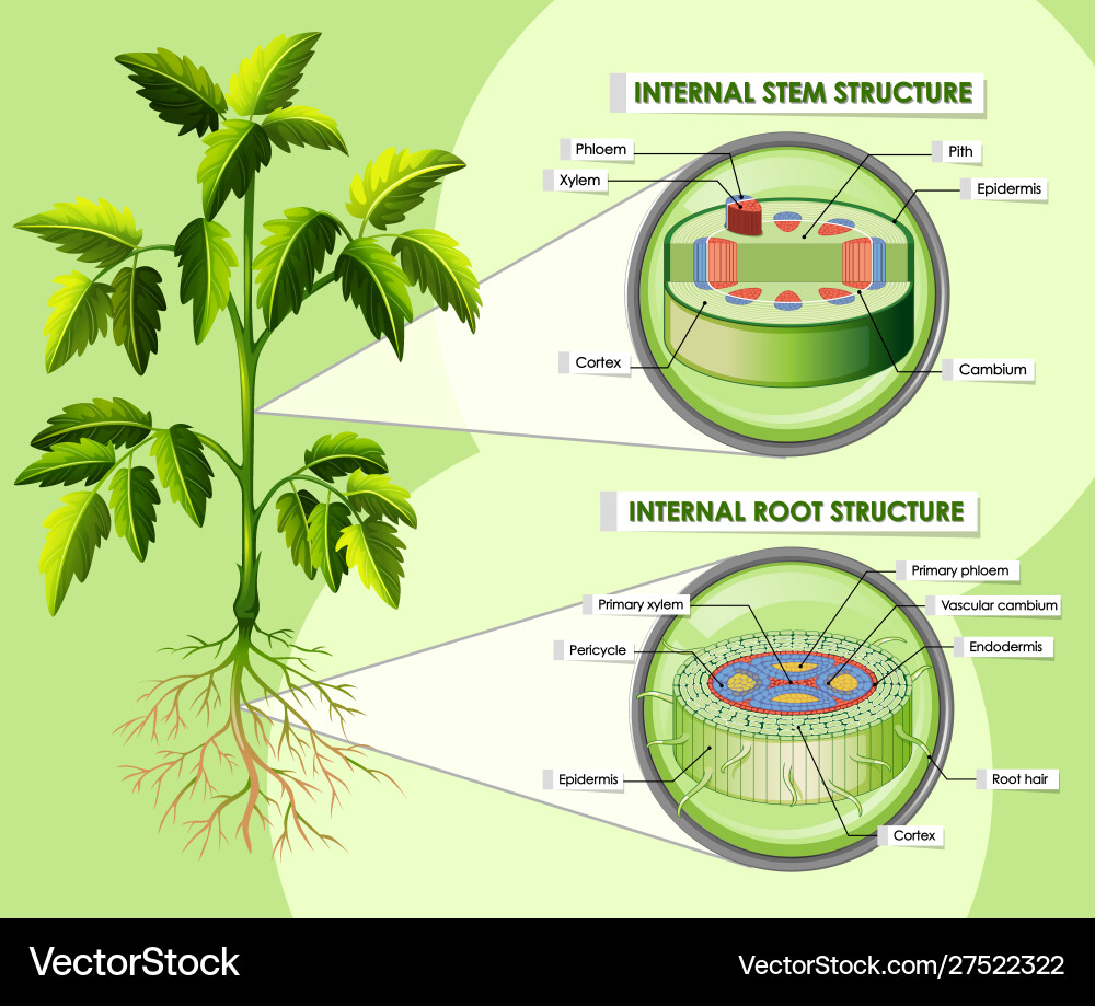 Diagram showing internal stem structure Diagram showing internal stem structure vector image