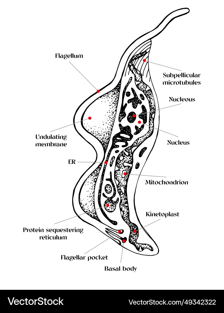 Trypanosoma Diagram Motility And More: The Flagellum Of Trypanosoma