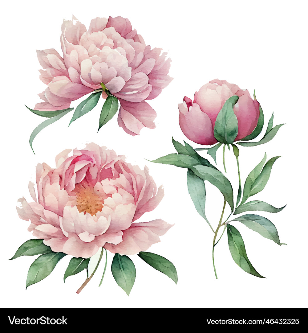 Set of spring flowers peonies Set of spring flowers peonies vector image