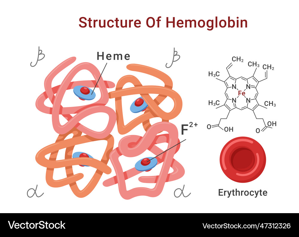Hemoglobin molecule structure medical education Hemoglobin molecule structure medical education vector image