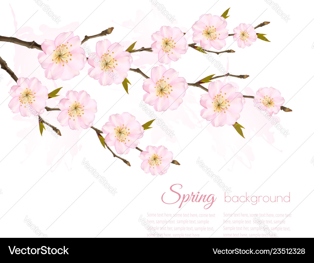 Spring nature background with sakura branch Spring nature background with sakura branch vector image