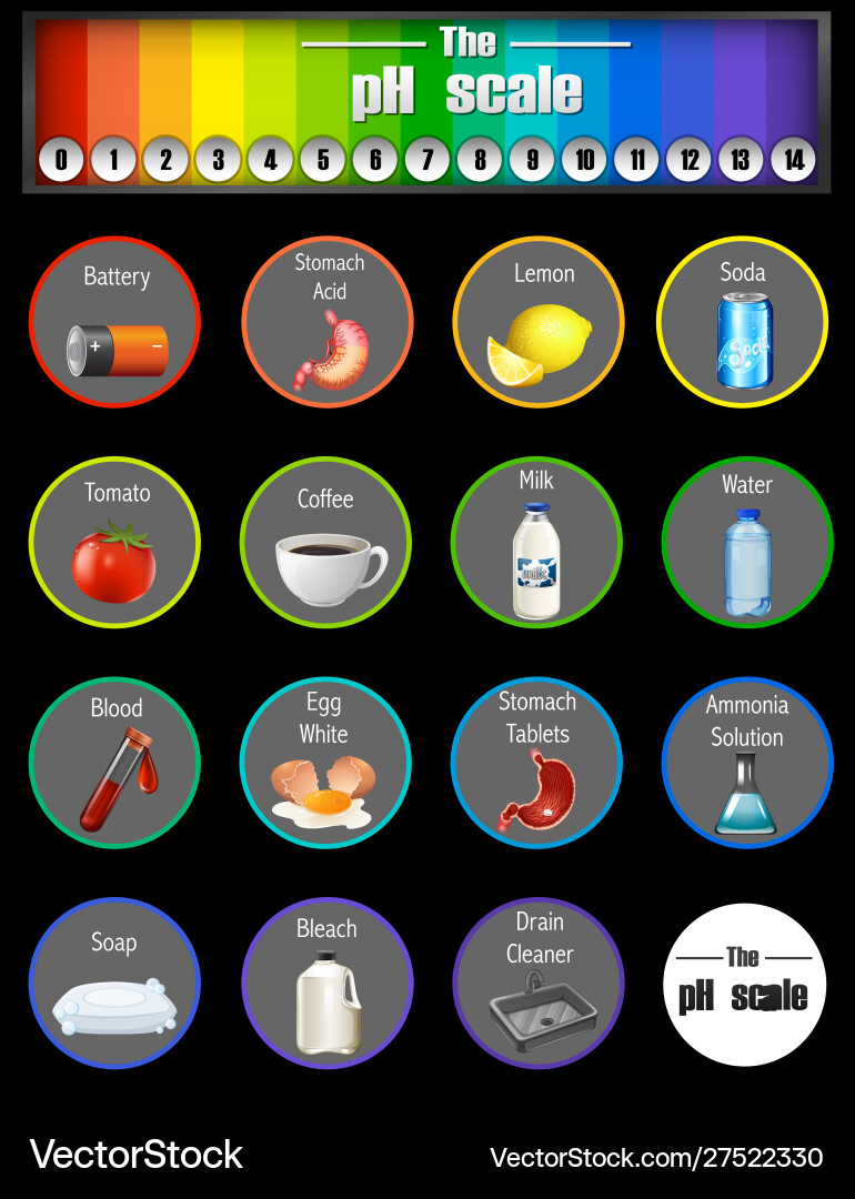 Ph scale with numbers and different samples vector image