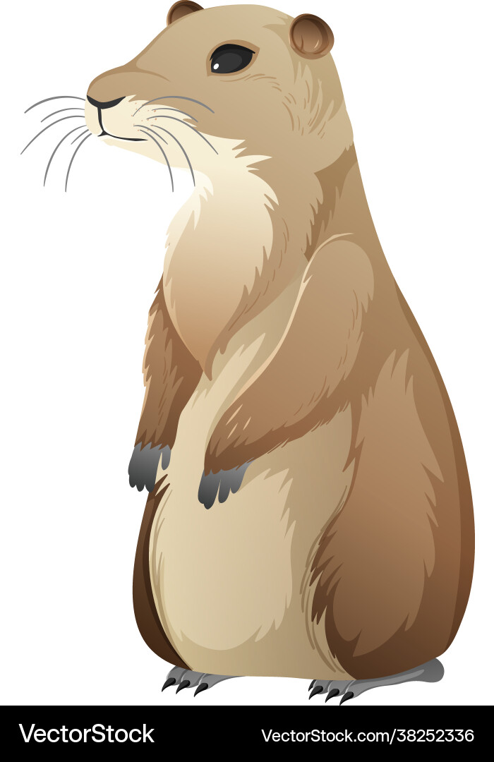 Animal cartoon character prairie dog on white Animal cartoon character prairie dog on white vector image