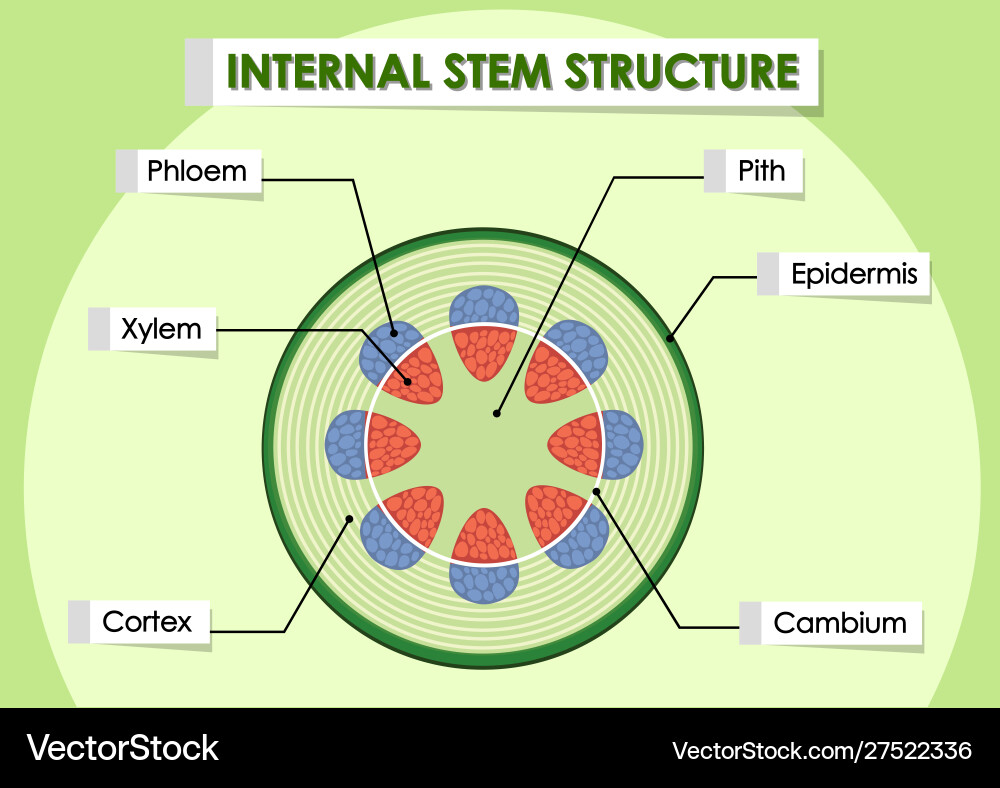 Diagram showing internal stem structure Diagram showing internal stem structure vector image