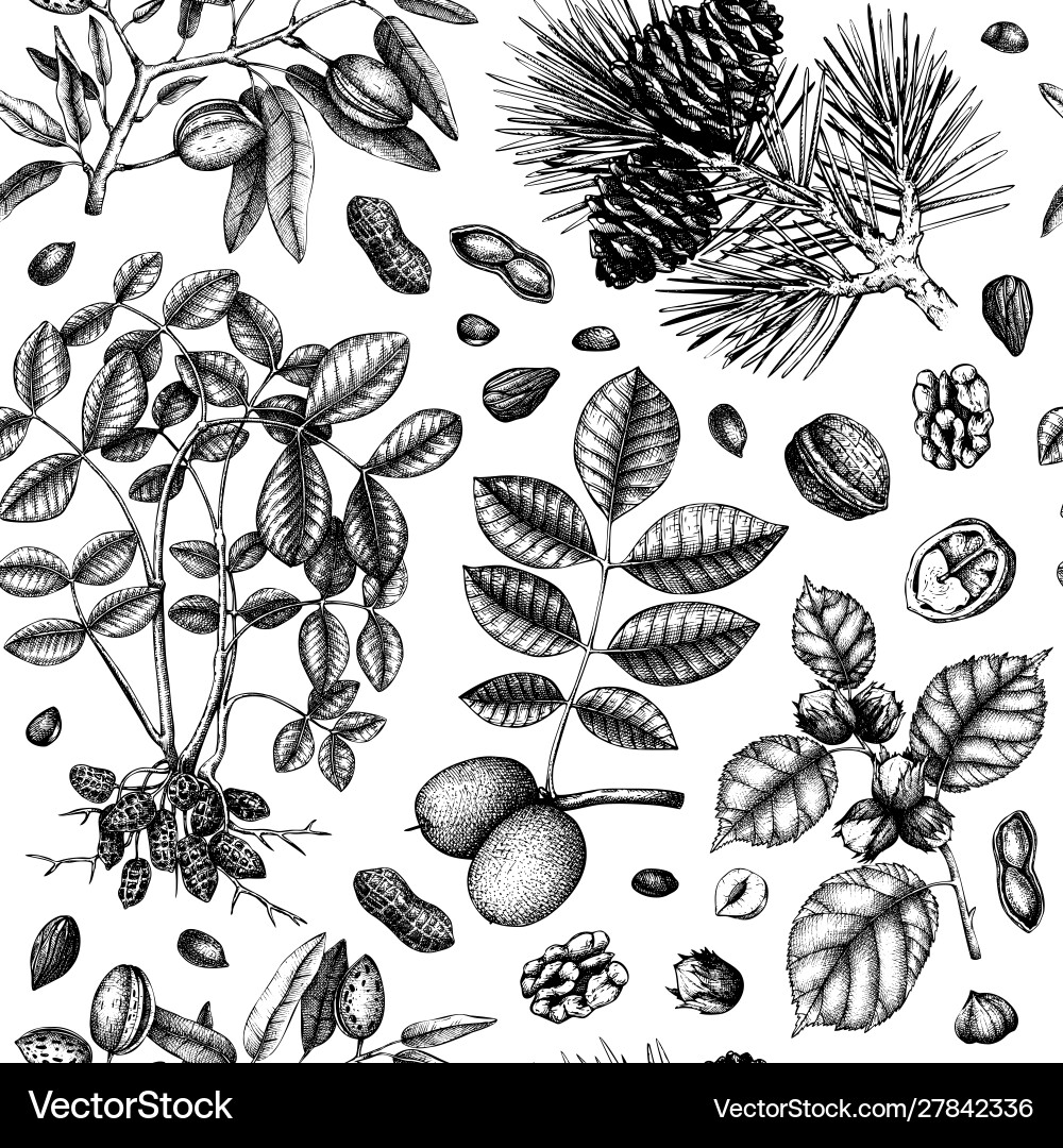 Nüsse nahtloses Muster mit handgezogenen botanischen Nüsse nahtloses Muster mit handgezogenen botanischen vektorbild