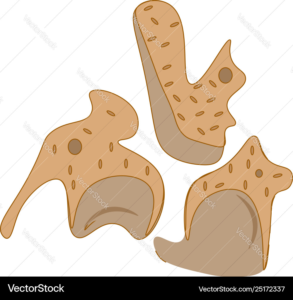 Cracker cookies or color vector image
