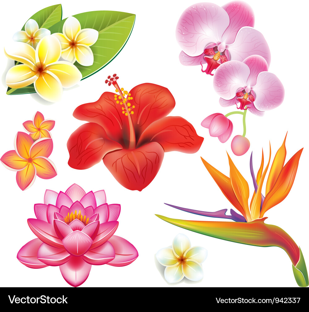Tropical Flower Collection vector image