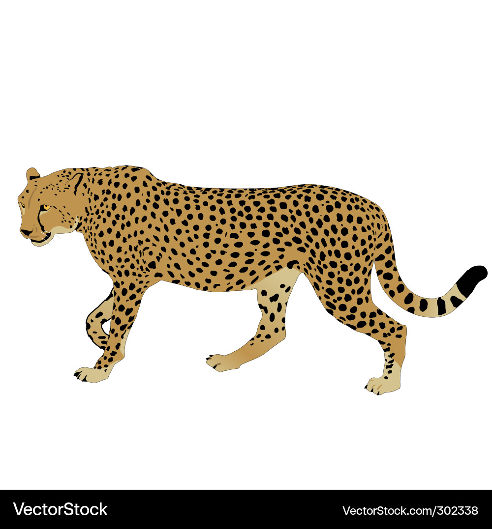 Cheetah in Africa Vector Image