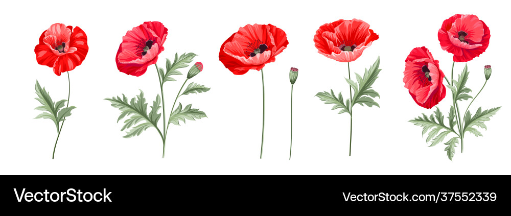 Poppy Flowers on White Background Vector Image