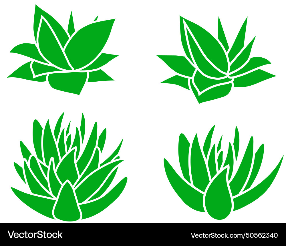 Blue agave set isolated on white background side Vector Image