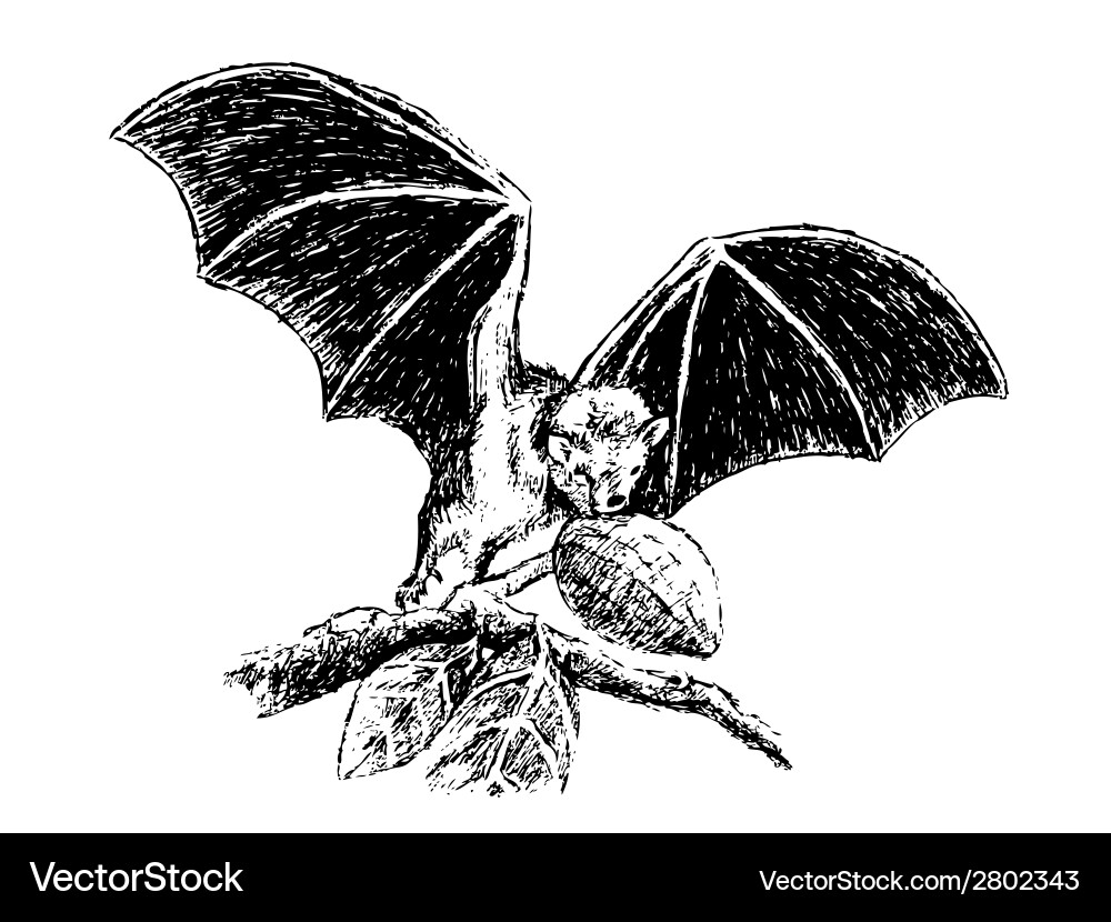 Obst Bat Sketch Vektorbild
