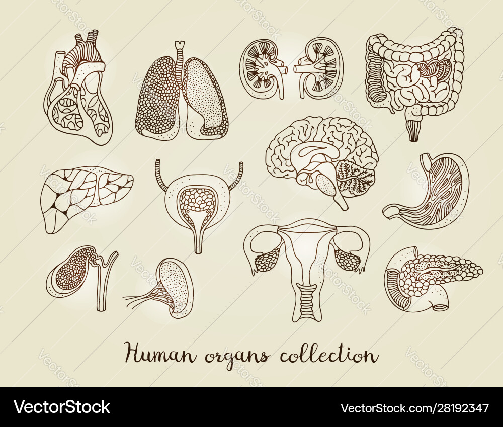 Hand drawn set human internal organs anatomy Hand drawn set human internal organs anatomy vector image