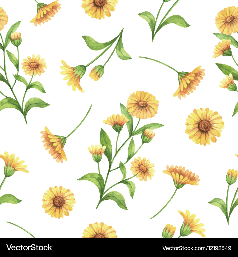 Calendula Flower Seamless Pattern vector image