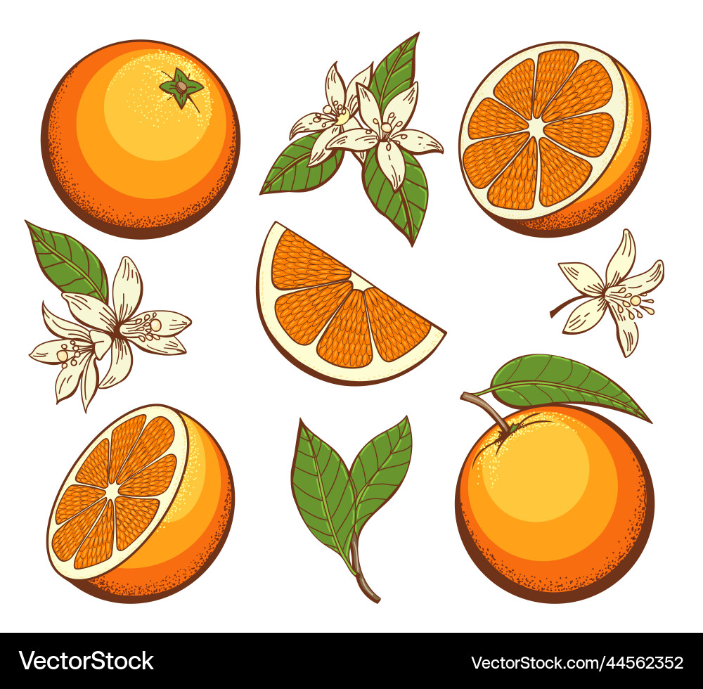Cartoon blossoming oranges Cartoon blossoming oranges vector image