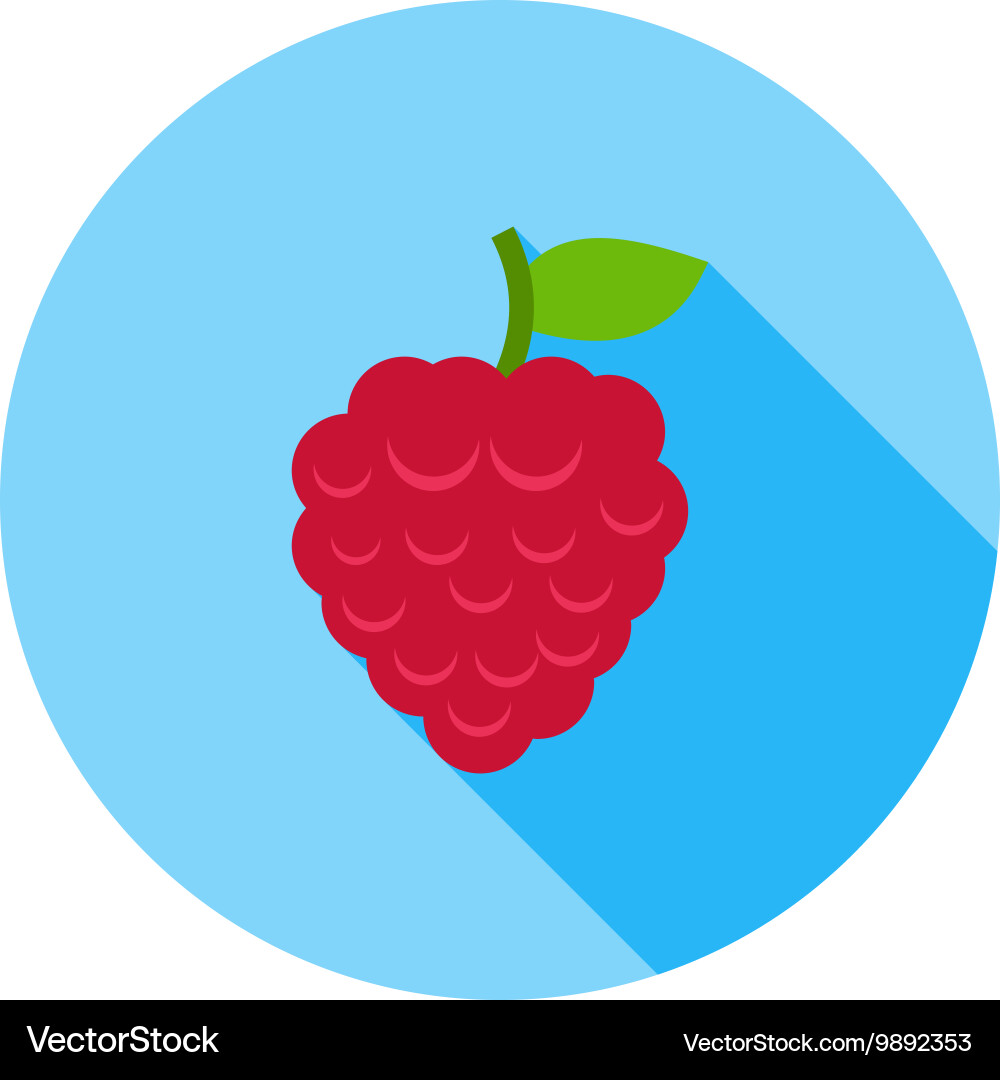Raspberry vector image