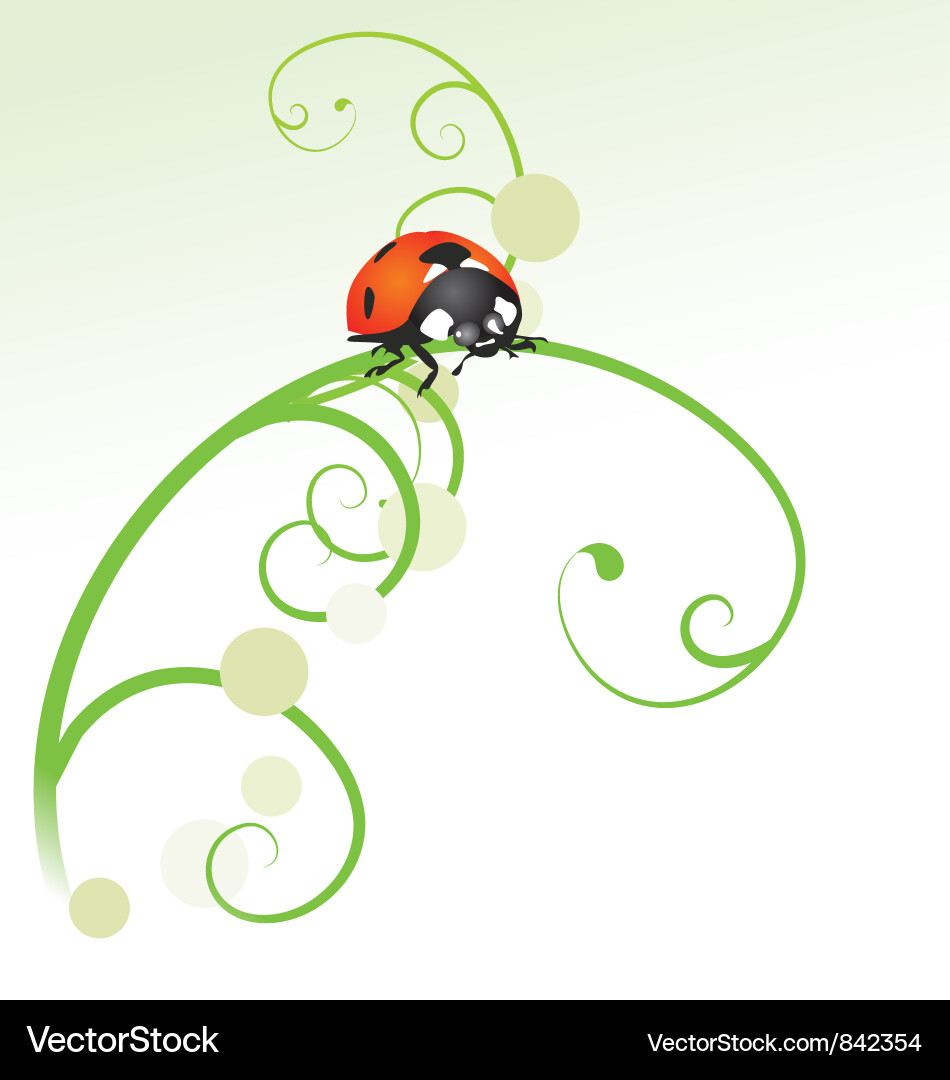 Ladybird Curves on White Vector Image
