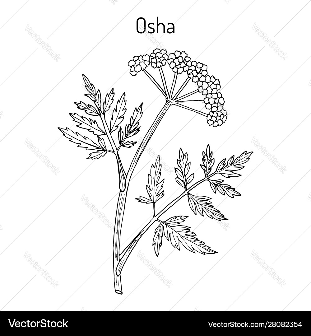Osha ligusticum porteri Heilpflanze vektorbild