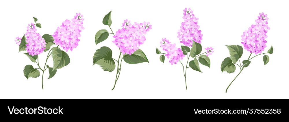 Lilac Flowers on White Background Vector Image