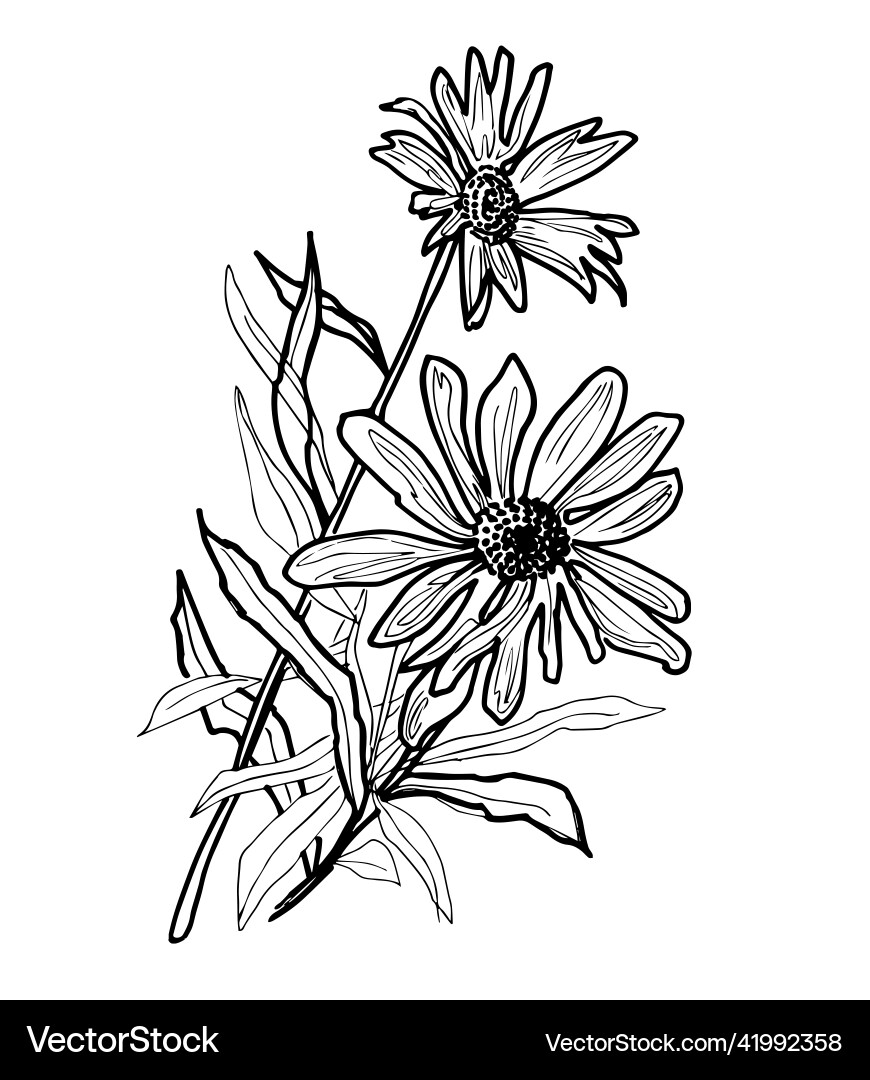 Spring summer flowers of chamomile drawn by hand Spring summer flowers of chamomile drawn by hand vector image