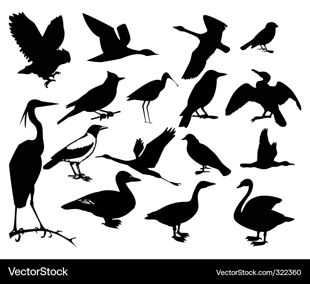 Bird Silhouettes Collection vector image
