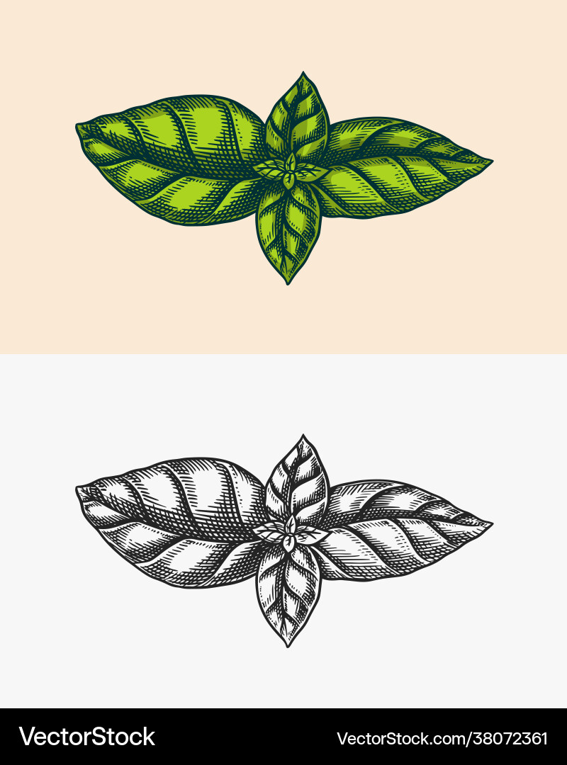 Basil leaves for pesto sauce green vegetarian Basil leaves for pesto sauce green vegetarian vector image