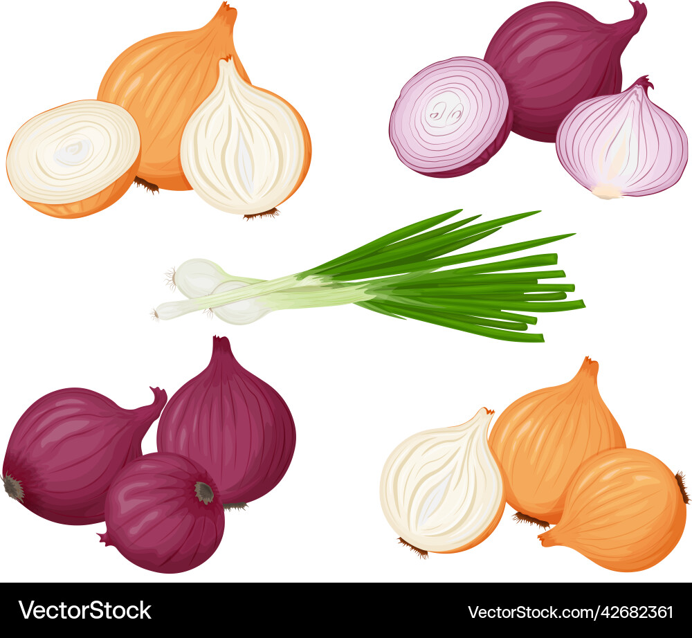 Onion a set with an image of green onions Onion a set with an image of green onions Vector Image