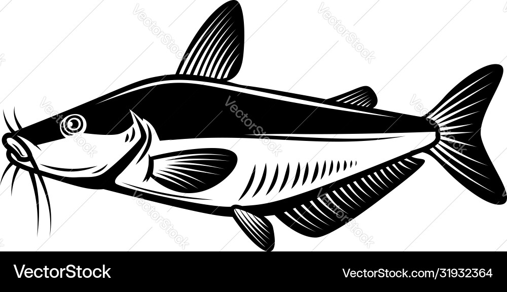 Catfish in engraving style design element Catfish in engraving style design element vector image