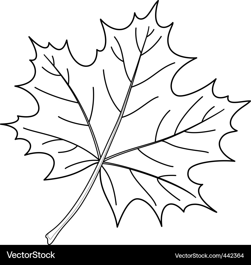 Maple Leaf Contour Drawing Vector Image