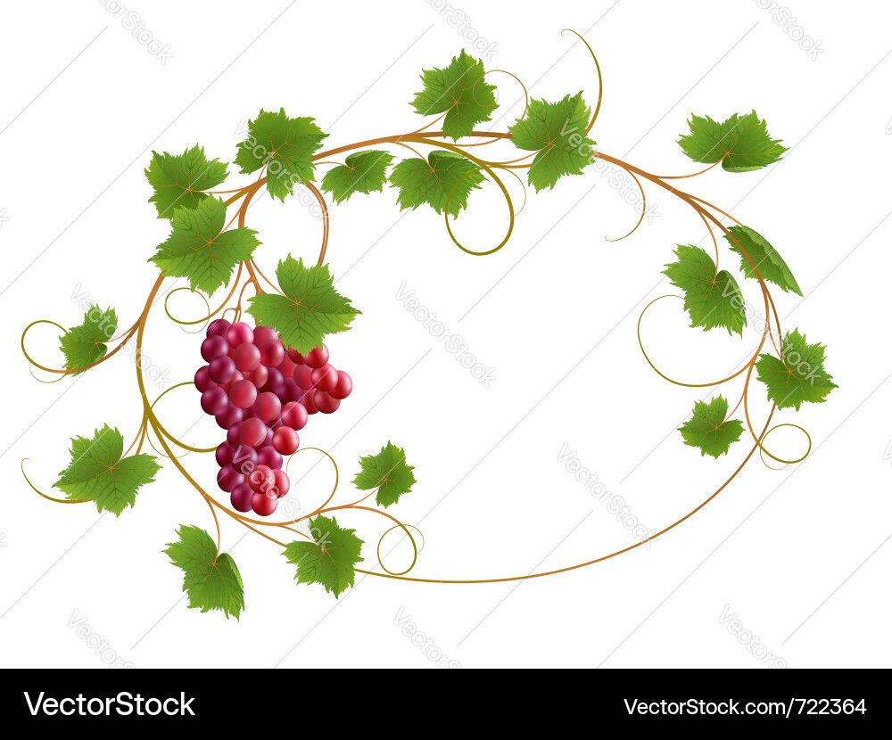 Red Grapes and Vine Vector Image