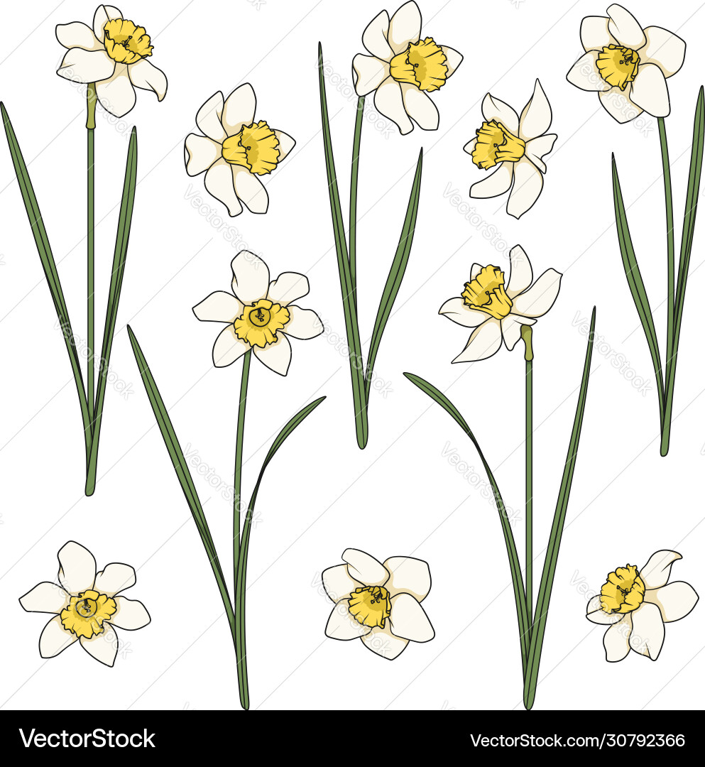Set color with white daffodils Set color with white daffodils Vector Image
