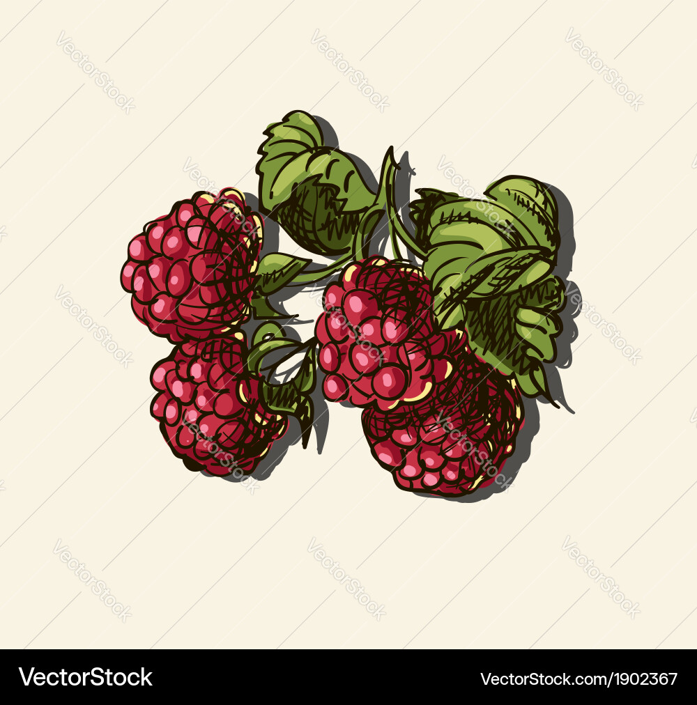 Red Raspberry Sketch vector image