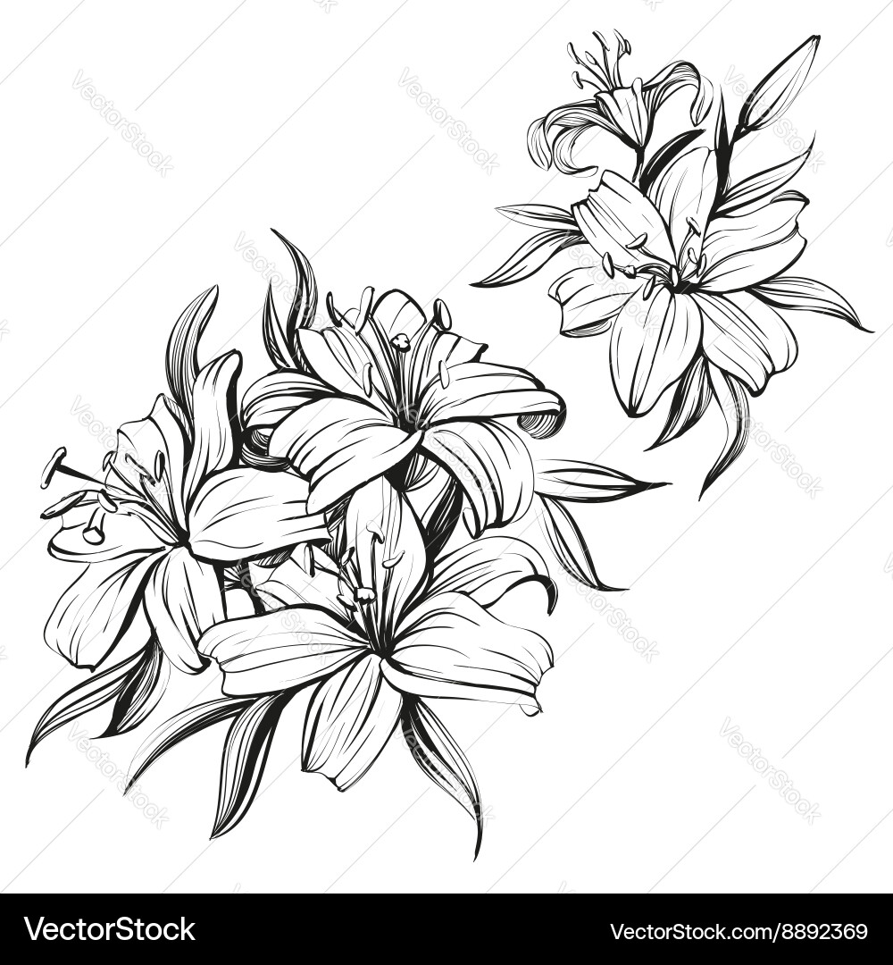 Hand-Drawn Lilies Set Vector Image