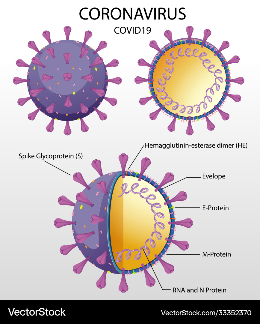Diagram corona virus particle structure Diagram corona virus particle structure vector image