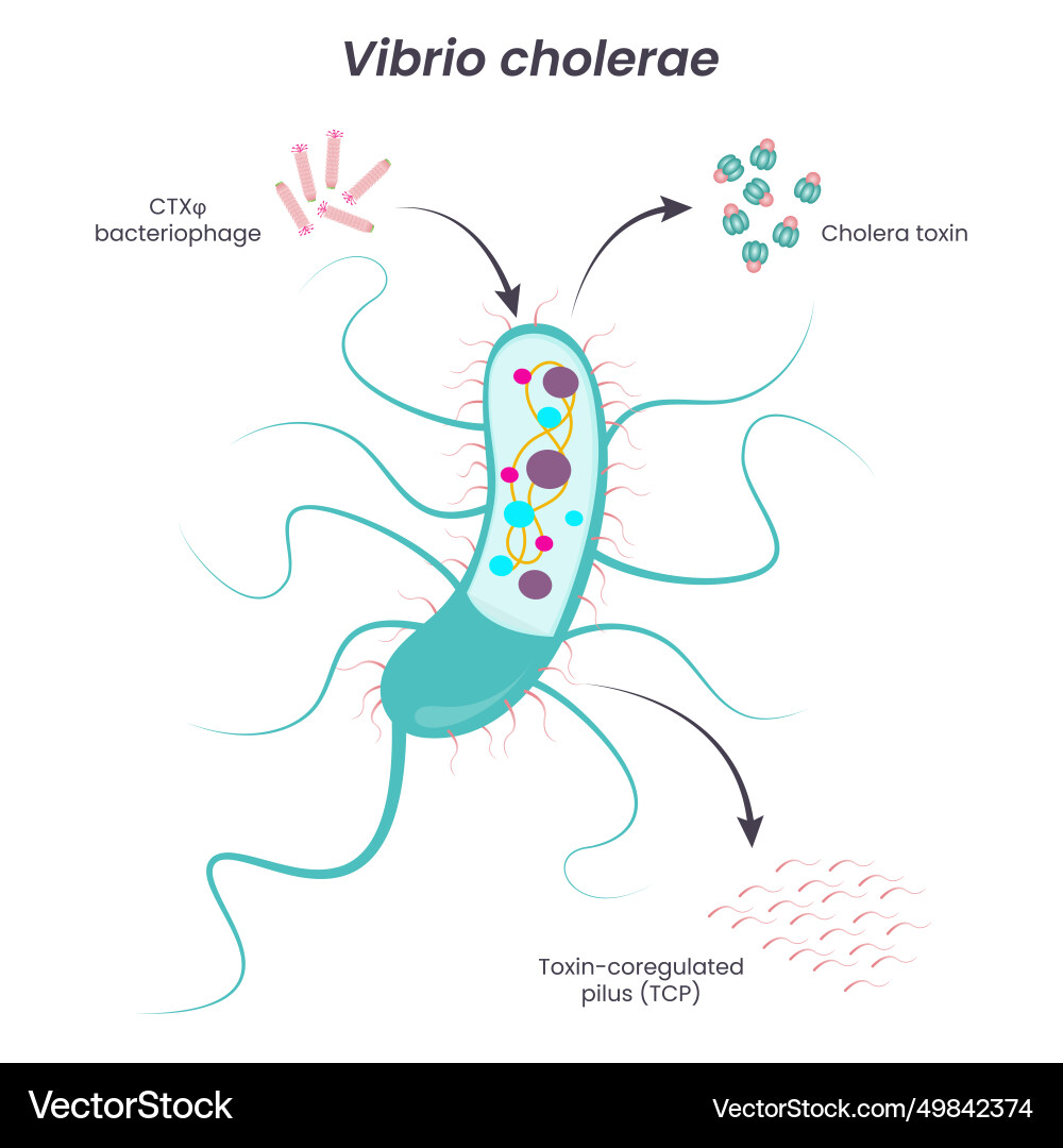 Vibrio cholerae diagram vector image