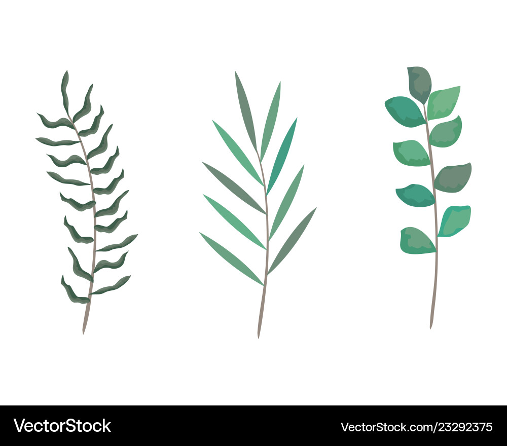 Branch with leafs set styles icons Branch with leafs set styles icons vector image