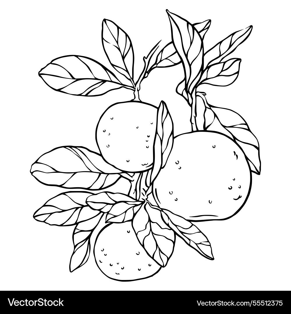 Tangerines on a branch with leaves Tangerines on a branch with leaves vector image