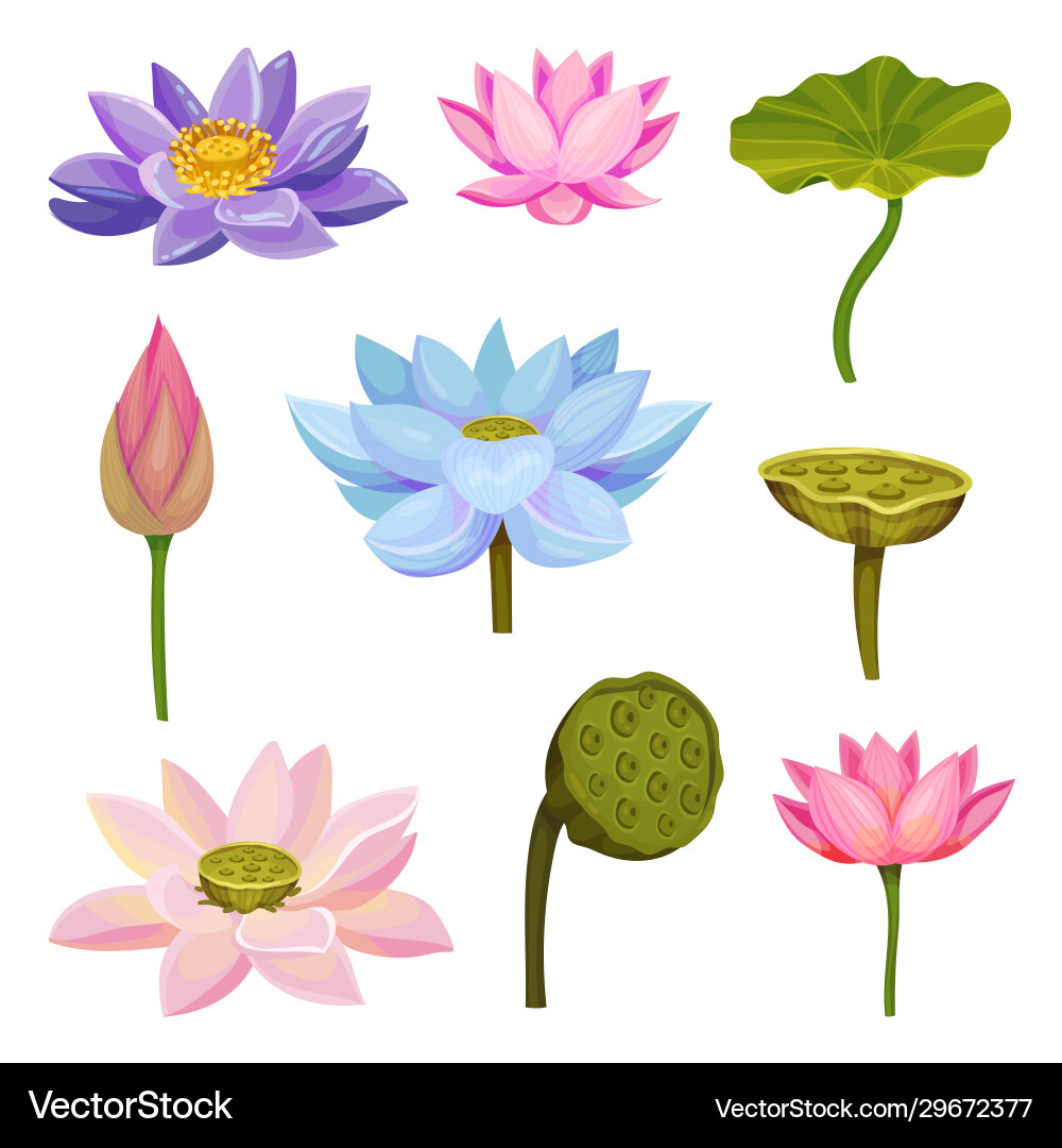 Lotus aquatic plant with large showy flowers Lotus aquatic plant with large showy flowers vector image