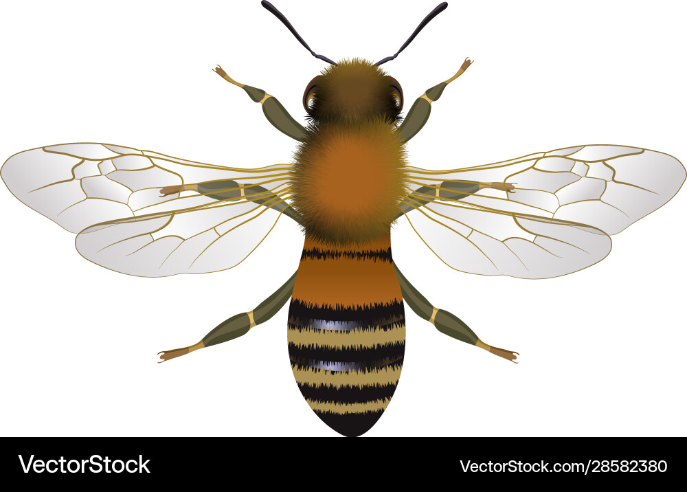 Close up view bee with open wings Close up view bee with open wings vector image