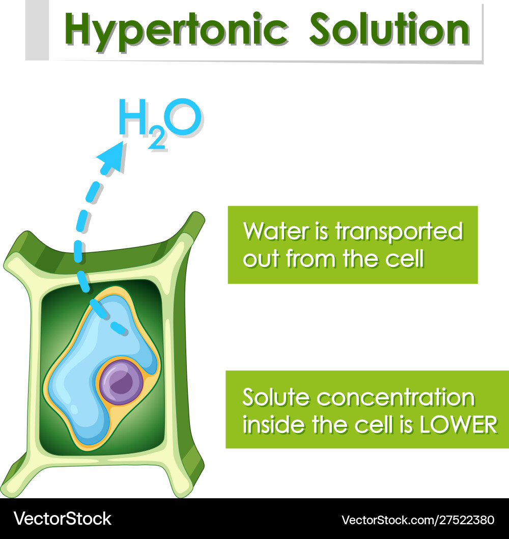 Diagram showing hypertonic solution Diagram showing hypertonic solution vector image