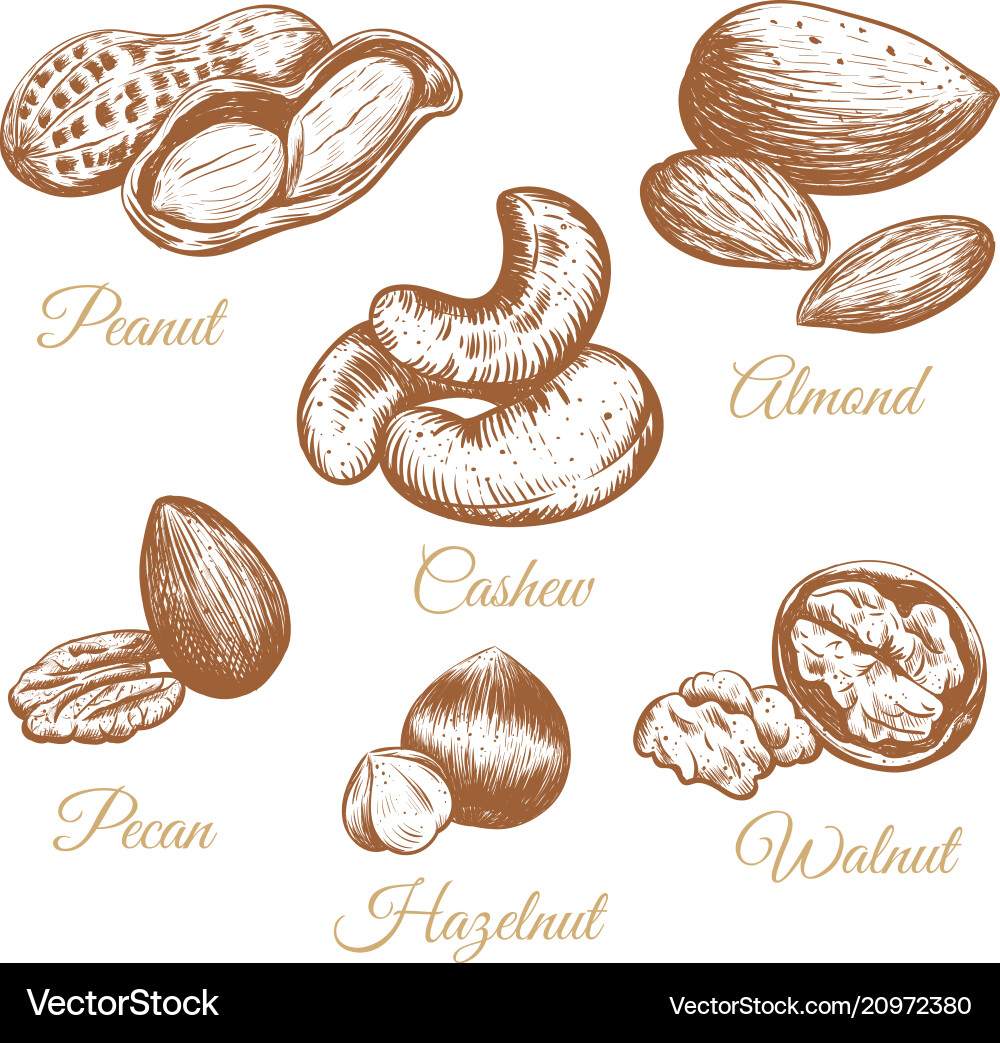 Nuts collection Nuts collection vector image