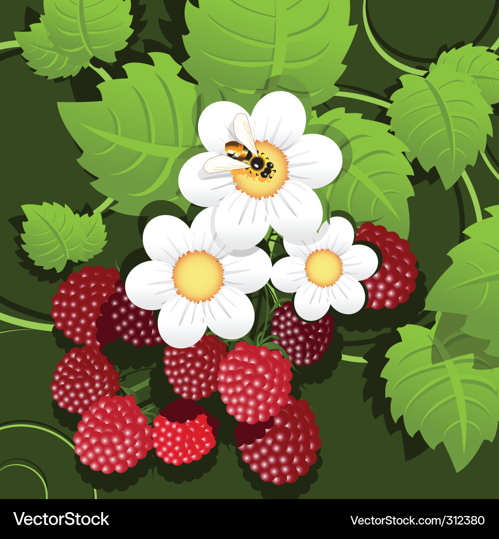 Raspberry vector image