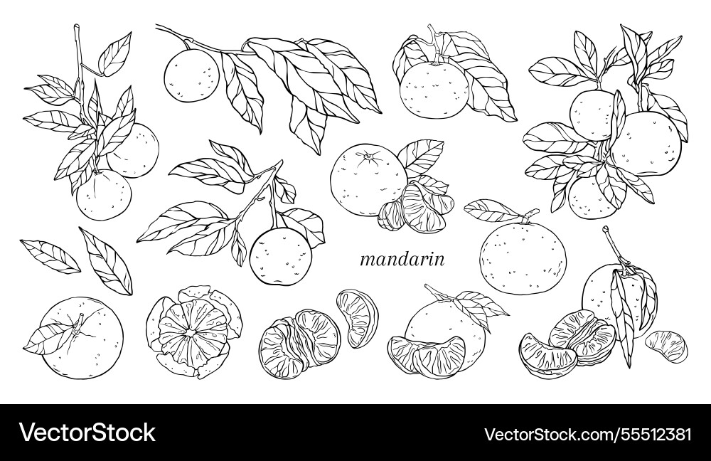 Set of linear with different tangeri Set of linear with different tangeri Vector Image